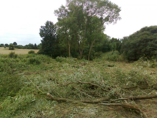 11-blata016-2010_07_19