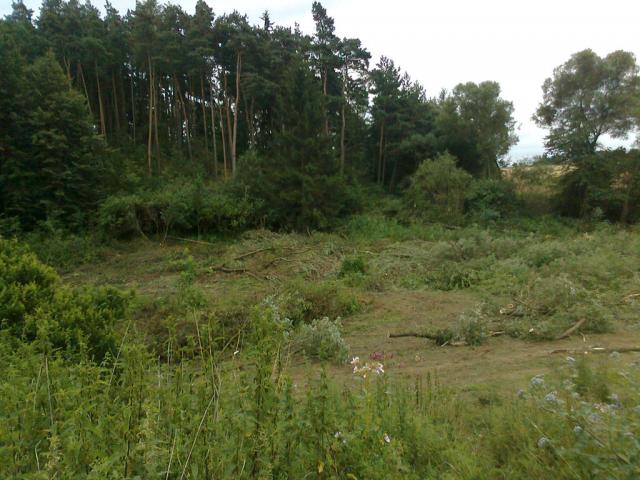 11-blata019-2010_07_19